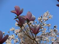 15-04-2007_06-46-22_17