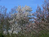 2009-04-17_14-13-41_0092