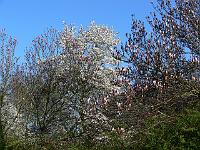2009-04-18_07-29-28_0139