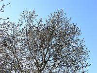 24-04-2006_20-29-16_06