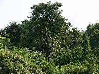 07-07-2006_09-45-04_38