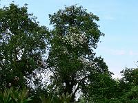 18-06-2007_16-34-38_11