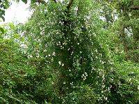 26-06-2007_09-50-55_08