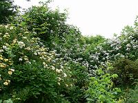 30-06-2006_09-28-36_21