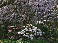 07-05-2006_19-16-36_185cc