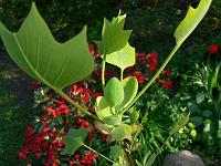 09-05-2006_19-04-58_33