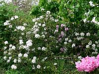 18-05-2007_17-50-38_65