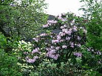 20-05-2006_07-11-55_133