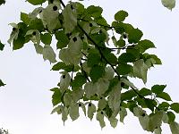 20-05-2006_08-41-48_102