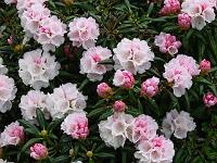 27-05-2006_18-40-05_177