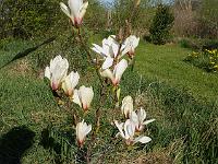magnolia_cylindrica_lv_xing