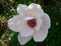 magnolia_purple_platter