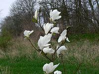 2011-04-16_09-40-10_0049