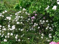 18-05-2007_17-50-27_62