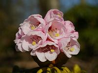 rhododendron_asterochnoum