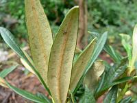 rhododendron_roxieanum_var._recurvum