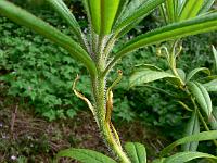 04-06-2007_17-16-47_89