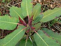 18-05-2006_18-57-13_196