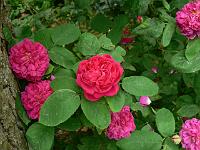 28-06-2006_12-49-25_36