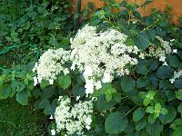 hydrangea_anomala_ssp._petiolaris_-_klatrehortensie