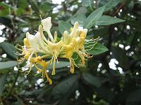 lonicera_periclymenum_-_kaprifolie