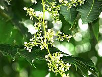 29-07-2006_10-38-17_27bcg