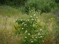 2014-07-13_09-14-55_0101