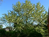 2009-05-10_08-24-13_0049