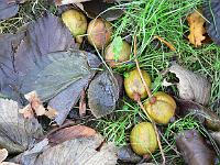 26-11-2006_11-45-25_27