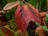 2008-11-05_11-32-33_0133