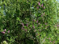 16-07-2007_15-44-39_50