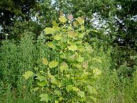 2012-07-06_17-02-46_0193