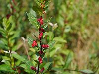 2014-07-17_09-27-11_0188