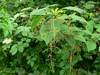 2010-07-11_09-03-41_0078