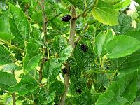 2011-07-15_09-46-53_0047