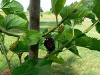 2010-08-01_09-13-45_0096