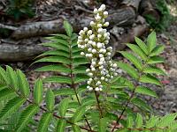 2009-07-05_13-41-20_0055