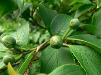 2009-06-03_08-56-27_0019