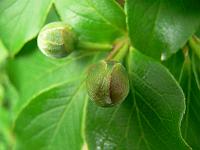 2009-06-04_06-35-57_0015