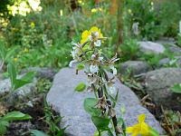 05-07-2006_08-36-45_27